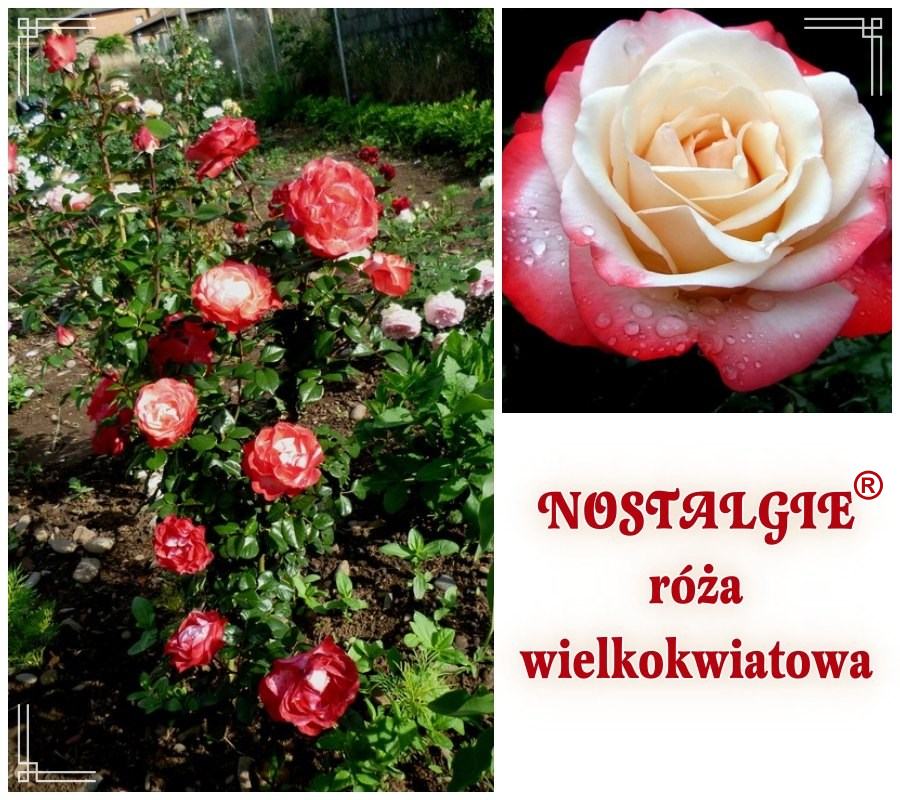 Nostalgie róże wielkokwiatowe